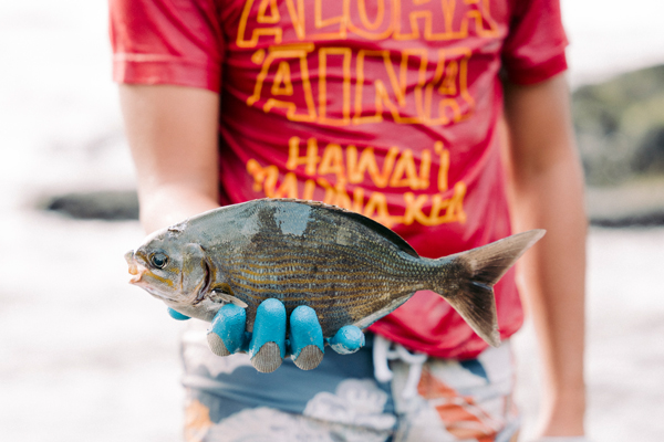 Holomua Marine Initiative - Hawaii Community Foundation