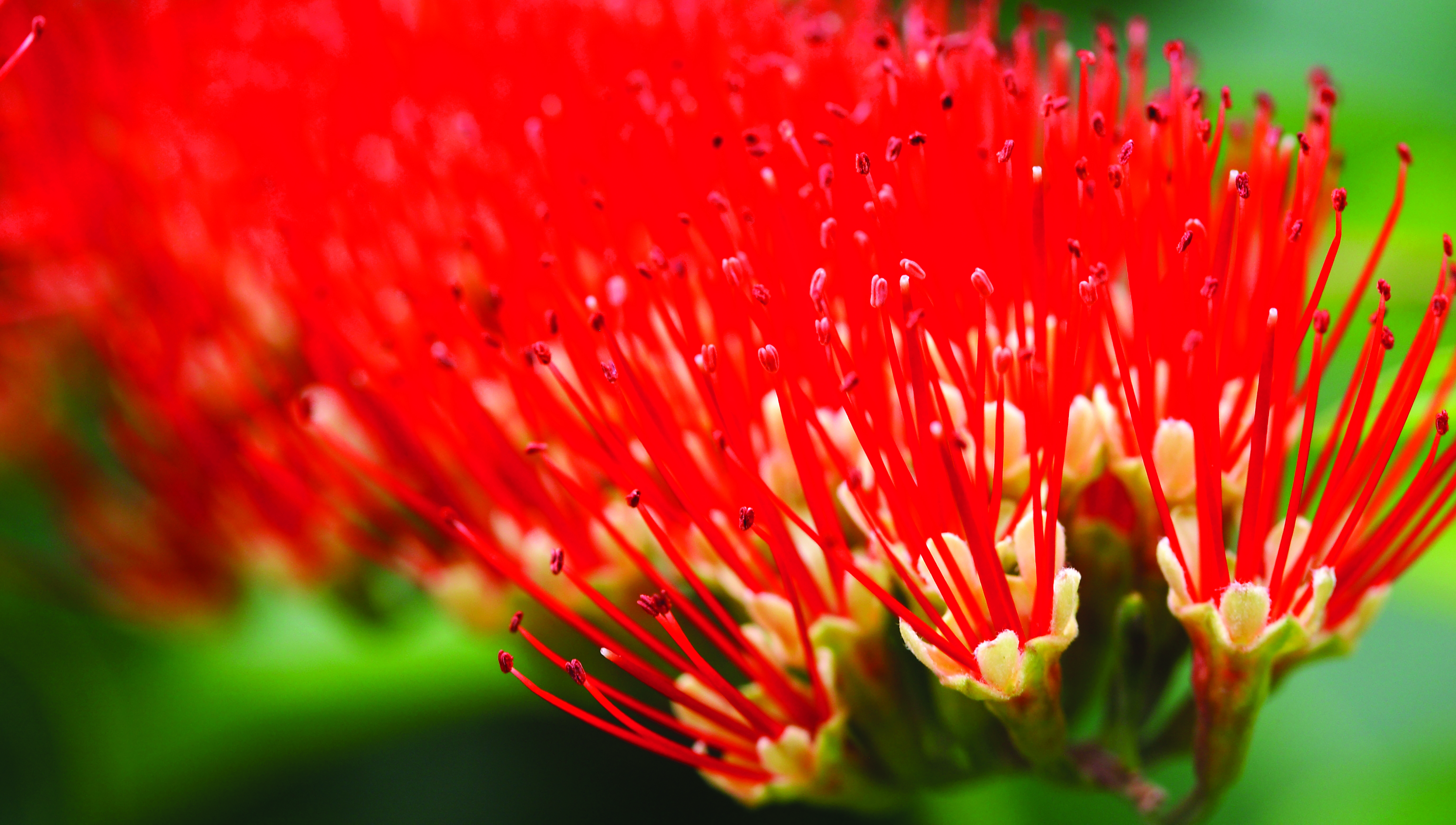 Invest in Hawai‘i’s Support Systems for Collective Impact