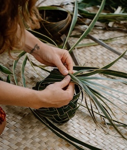 A beautiful red tropical flower blooming in the forest.