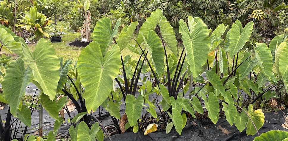 A lush green tropical plant with large, spade-shaped leaves.