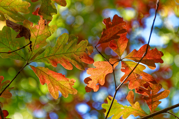 Planning Ahead for the Fall